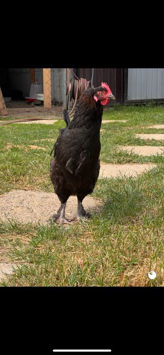 2+1 Australop alb/Playmouth rock/Marans/Ceamani