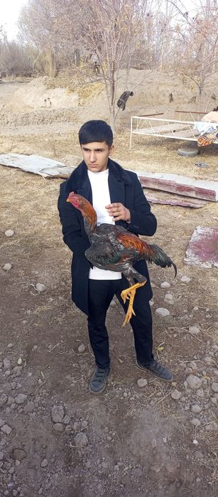 dakang xoroz sotladi