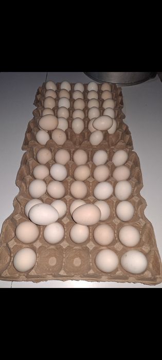 Яицо для инкубаций