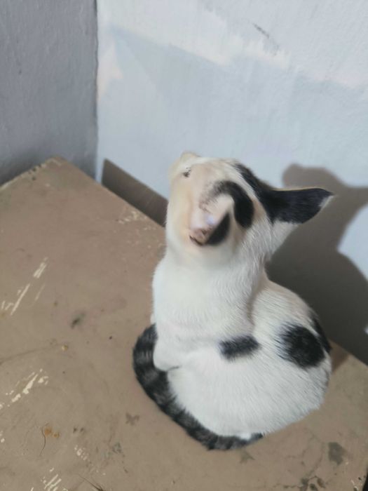 Котятенок девочка четыре месяца