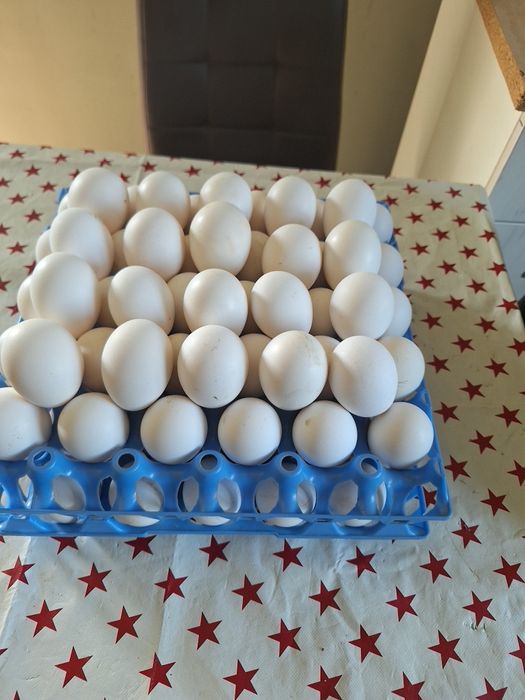 Vind ouă italiană argintie