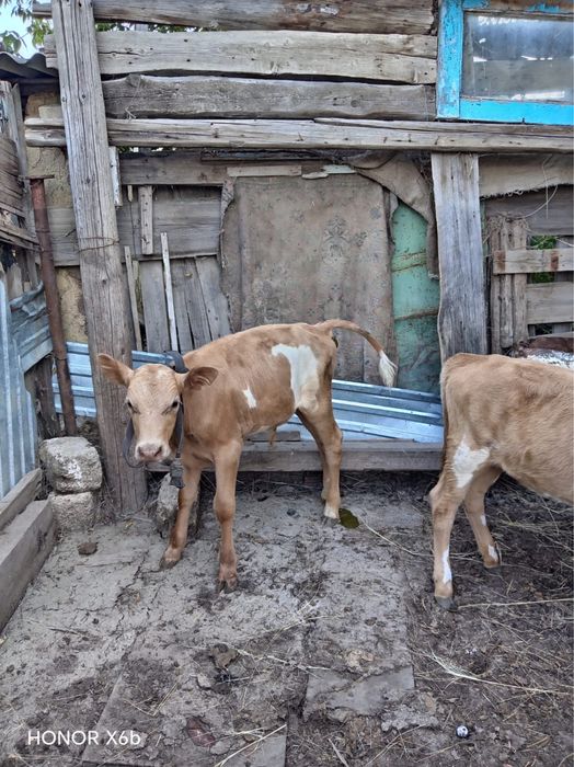 Продам телёнок город Алга.