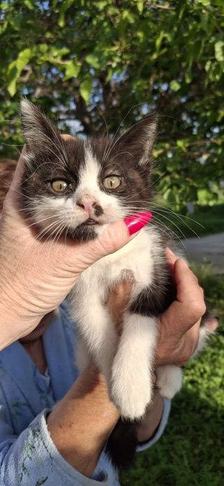 Котенок в хорошую семью