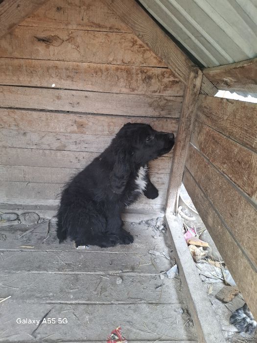 Охотничий собака