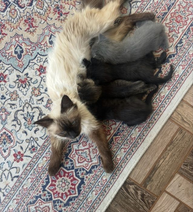Котята 4 шт  мать сиамская