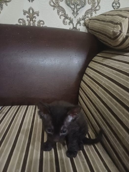 Катя а канадский сфинкс браш