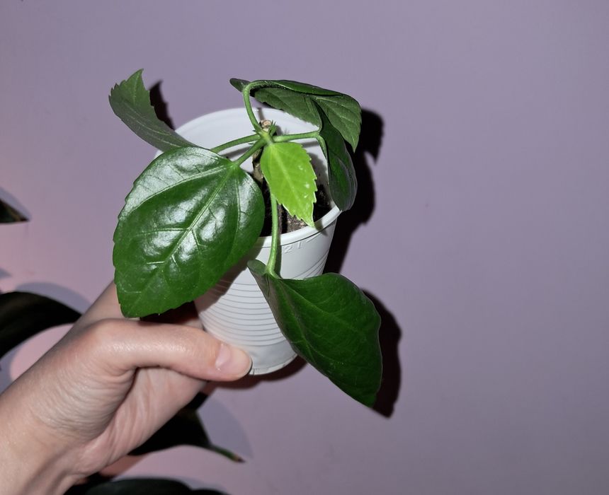 Гибискус махровый красный