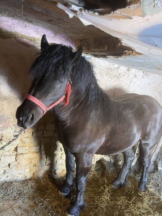 Vand manz foarte frumos