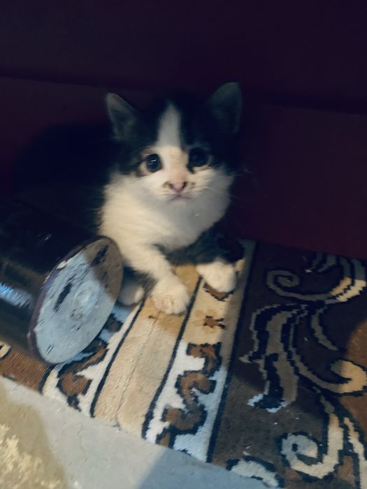 Отдаем Котяток.
