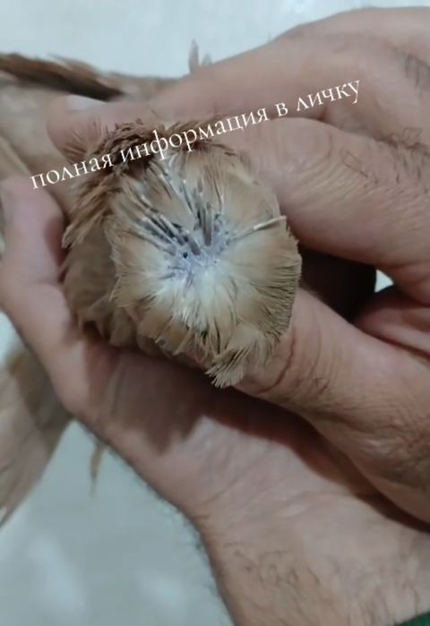 Продам голубей...