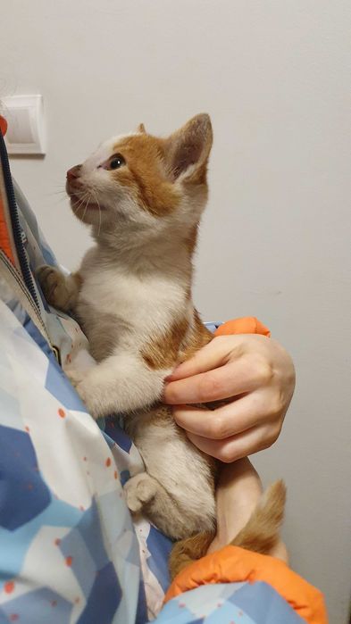 Намерено - Рижаво мъниче спешно търси дом