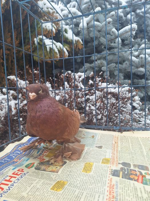 Продам красного голубя