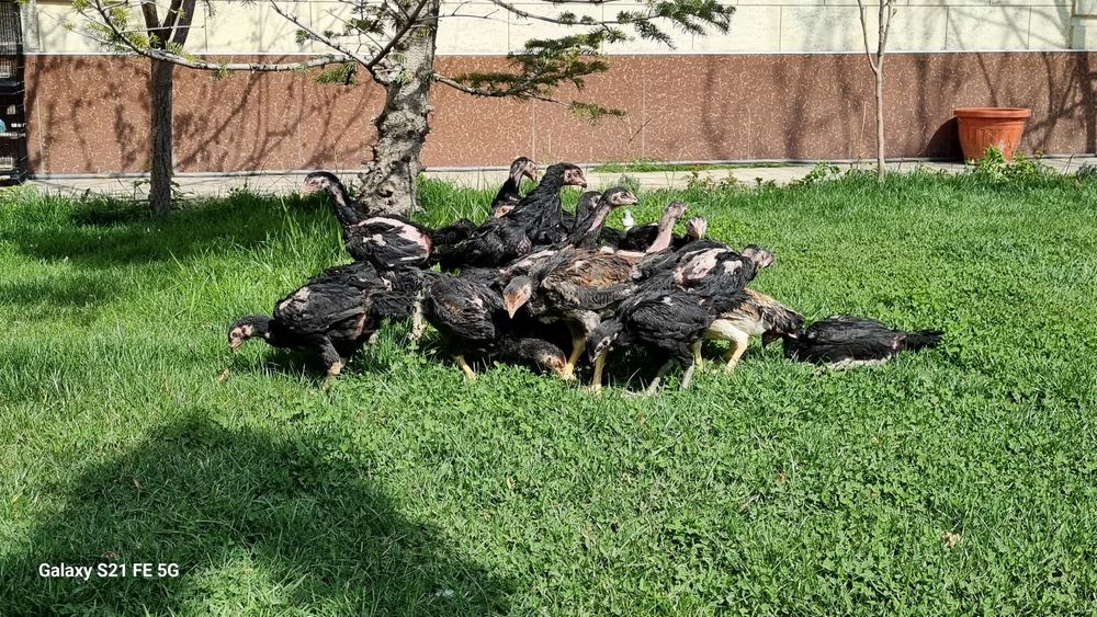 Шомо хуроз жужалари! 20 дона бор.