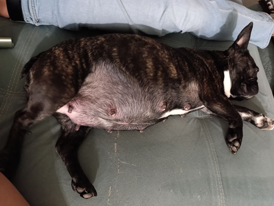 Шикарные щенки французский бульдог