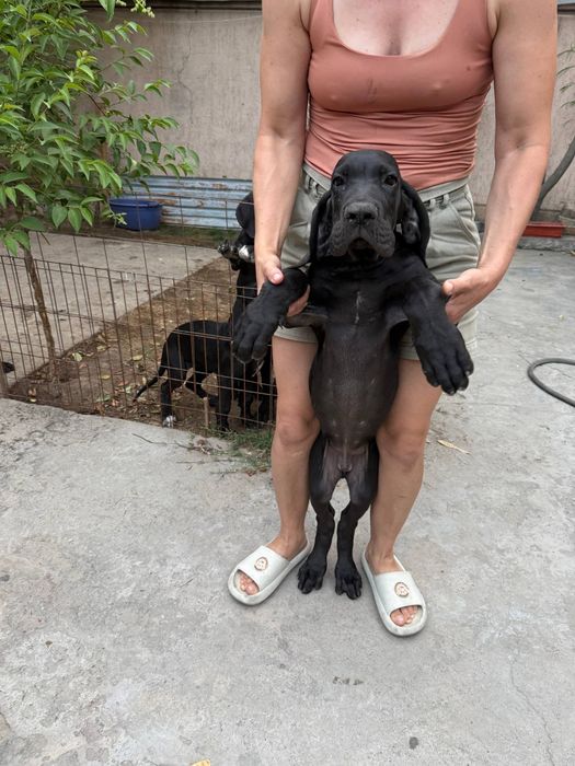Срочно!Щенки немецкого дога( королевский дог) дорого