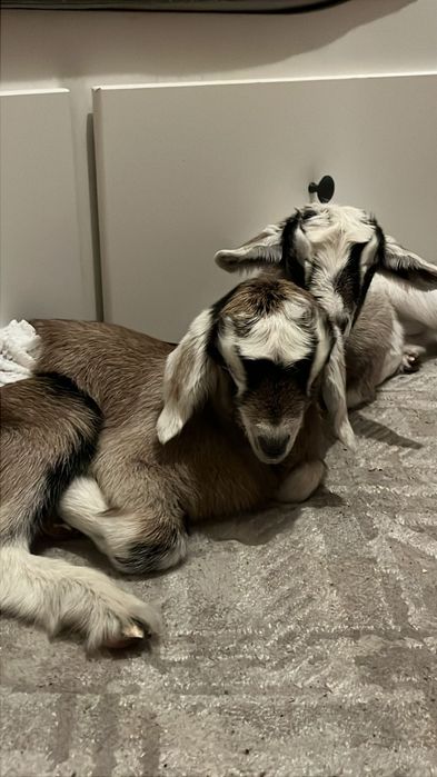 Козлята девочки и мальчики альпо/англонубийцы