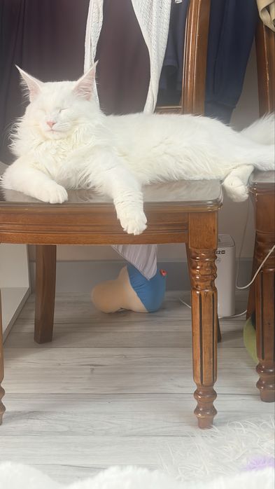 Мейнкун.