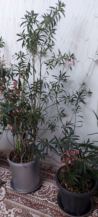 Домашние   цветы