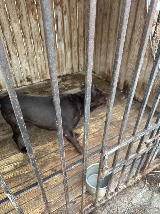 Лабродор с документами