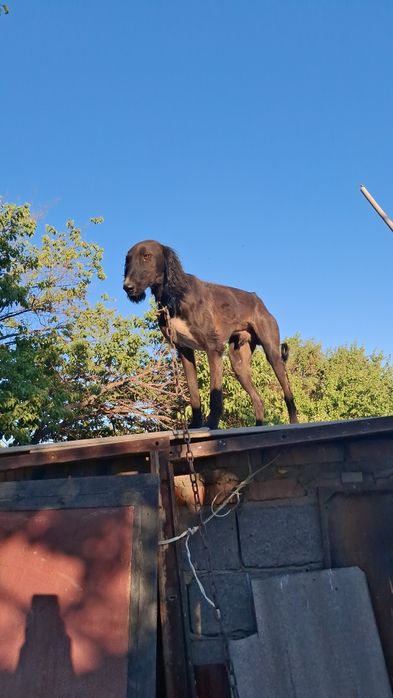 Потерялся тазы немесе ұрланды