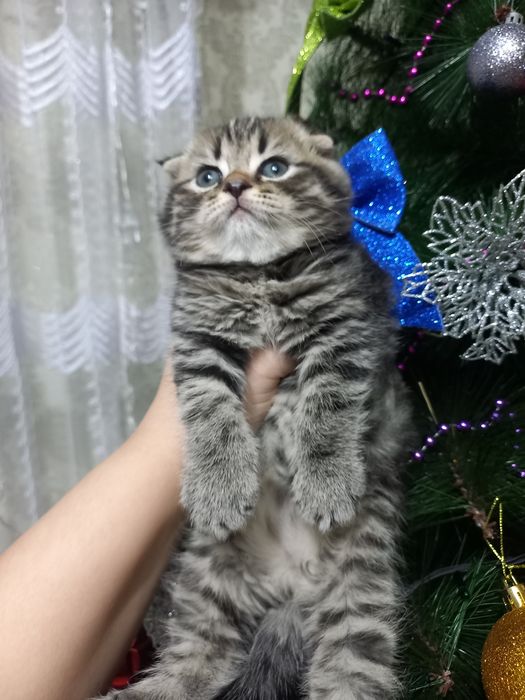 Шикарные котята скоттиш фолд