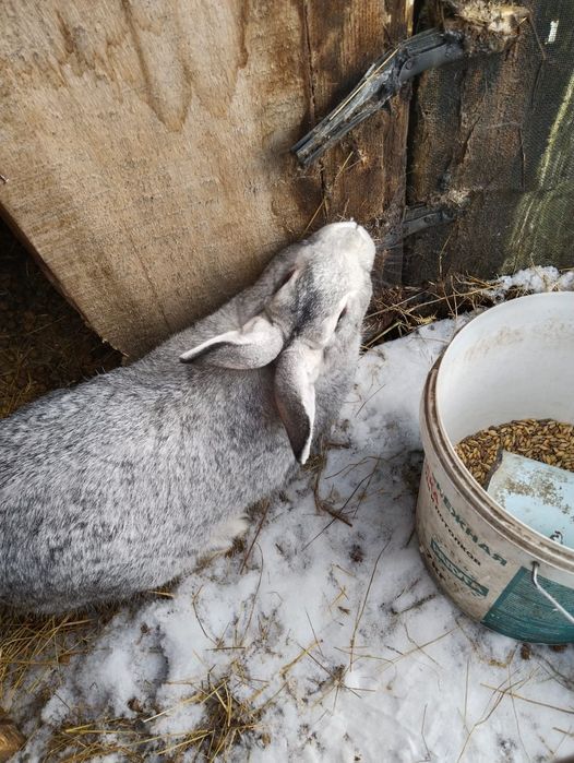 кролы семимесячные