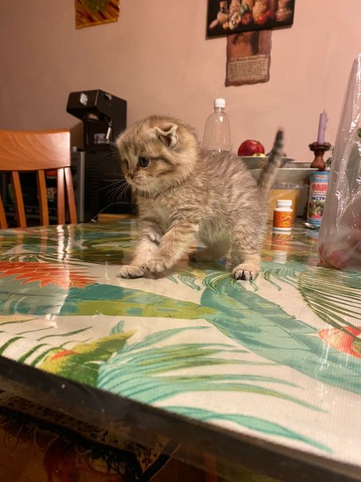 Котенок Золото шиншилла