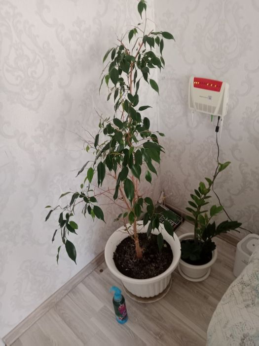 Комнатные растения цветы