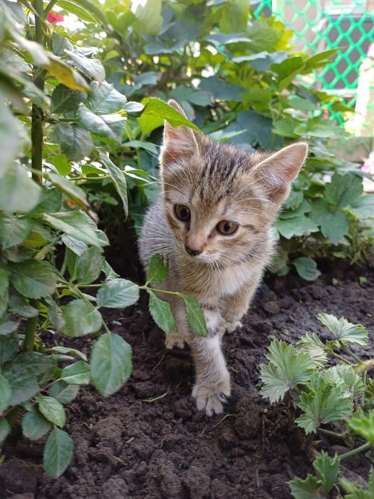 Котик в очень добрые руки
