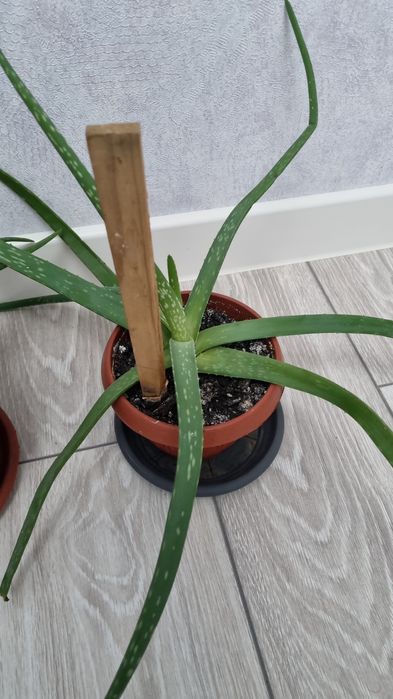 алоэ алое емге для лечение