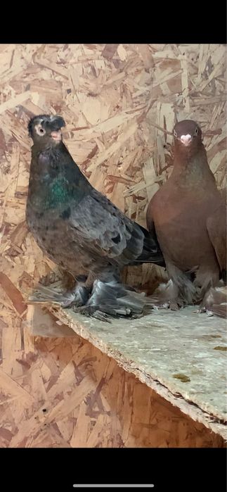 Голуби вольерные