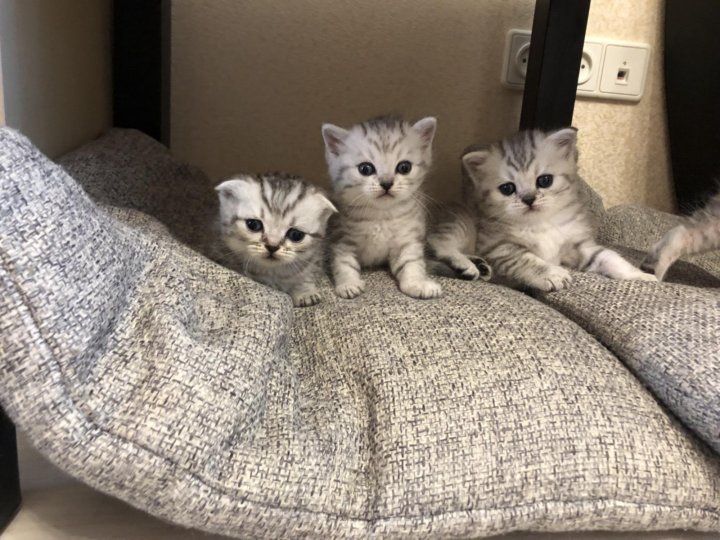 Миленькие Котятки