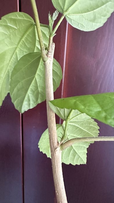 Гибискус, Аглаонема Фридман, Хойя