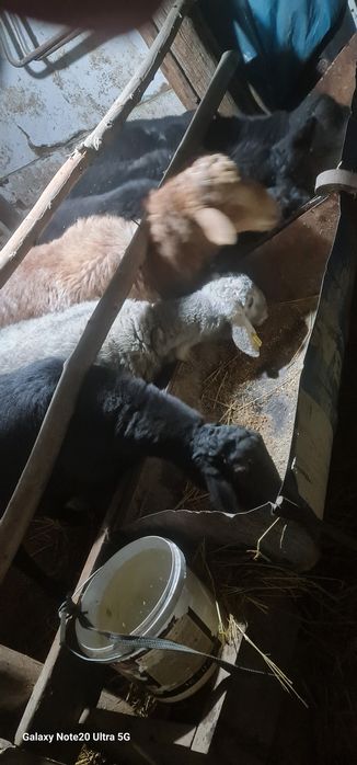 Маросимларга ва гушга куй