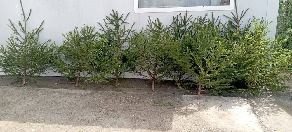 Brazi de nunta 0730796168