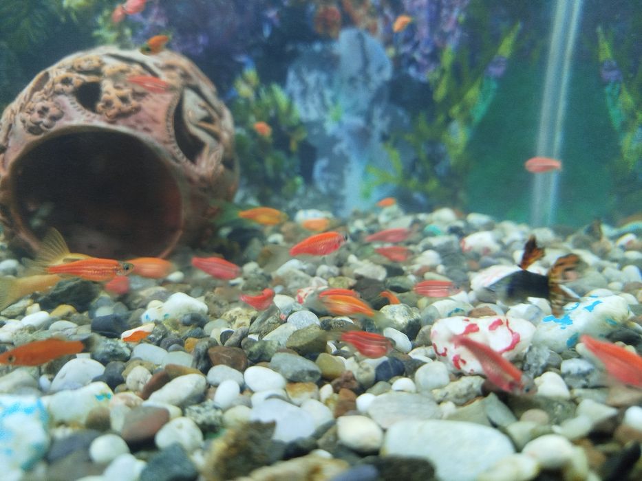 Продаются Мальки Данио