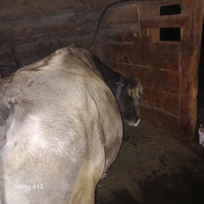 De vînzare vacă și jurincă