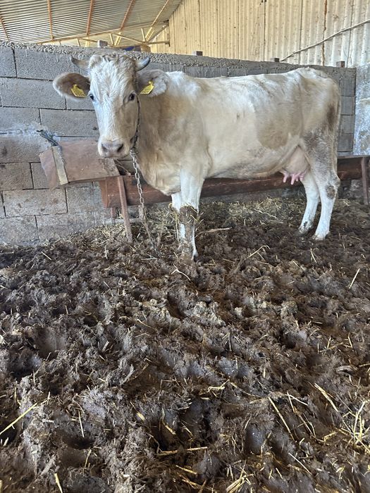 juninca la prima fatare