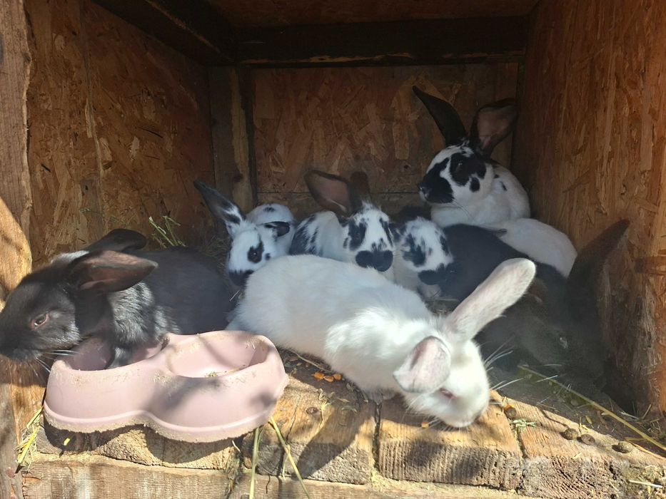 Vand iepurasi Fluture German si Urias Transilvanean