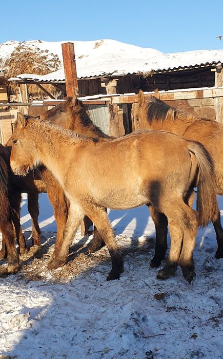 Жабағы сатылады откормда тұр семіз