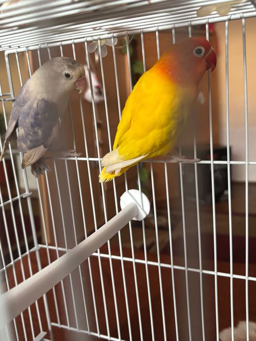 Vând femela agapornis