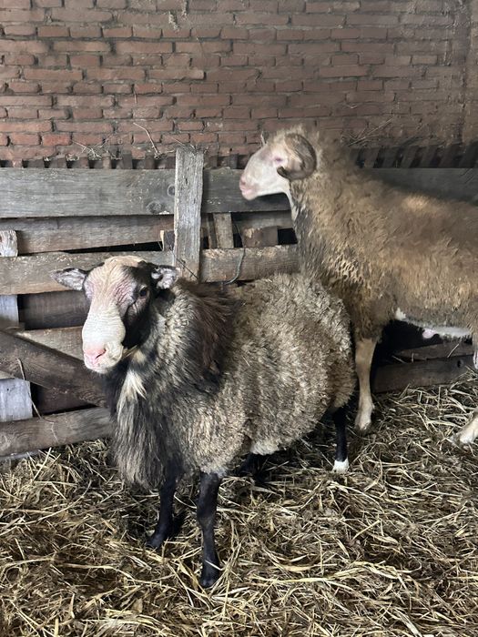 2 berbeci de vanzare un romanov si un metis de lacon 500 €  negociabil