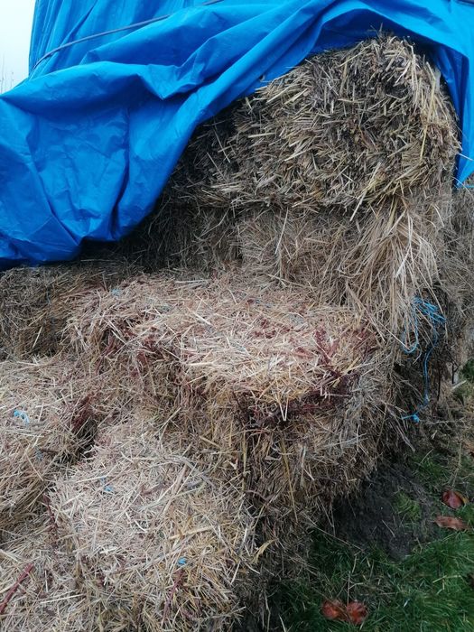 Baloți de fân, buruian