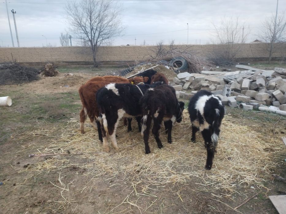 8 бас ургашы бузаулар сатылады.