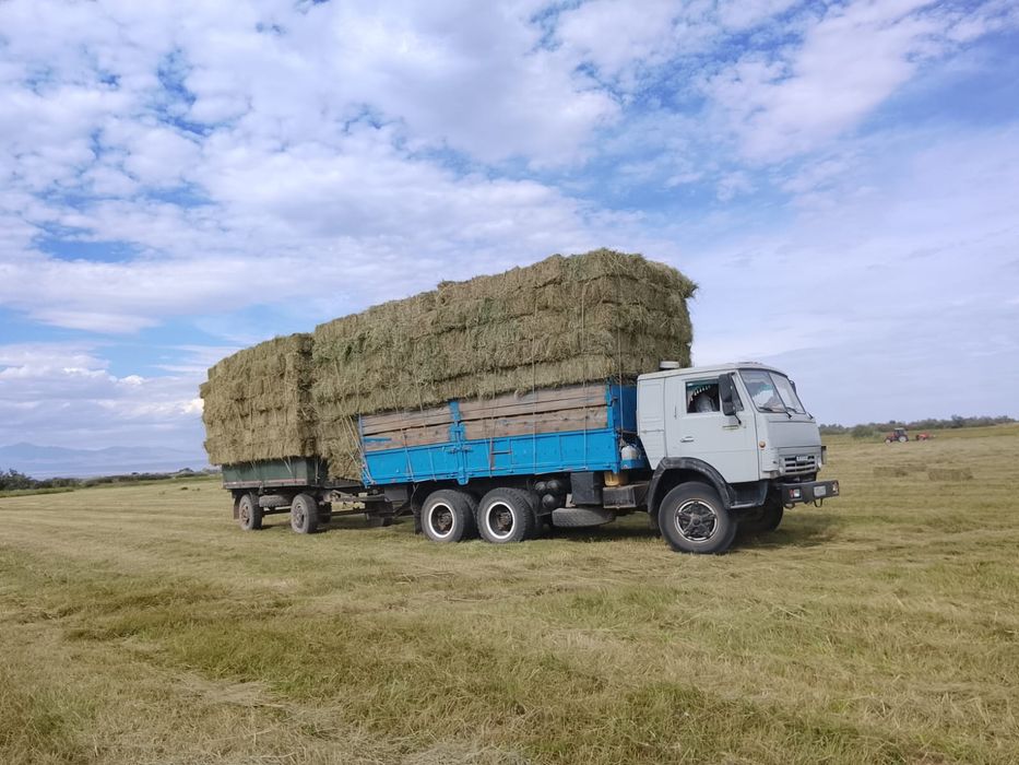Табиги шөп 600 теңгеден. Адрес Шелекте