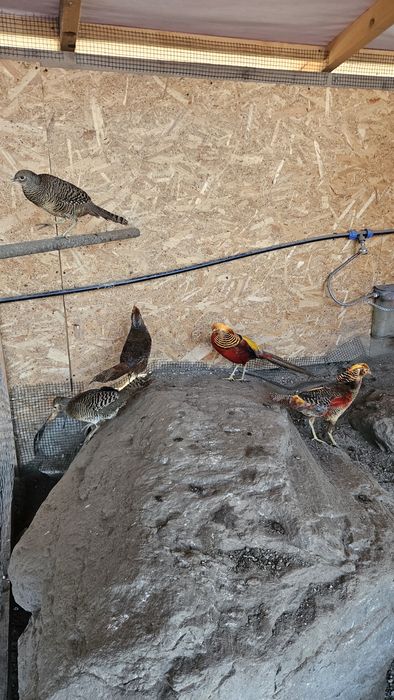 Pereche fazani auriu pe rosu.