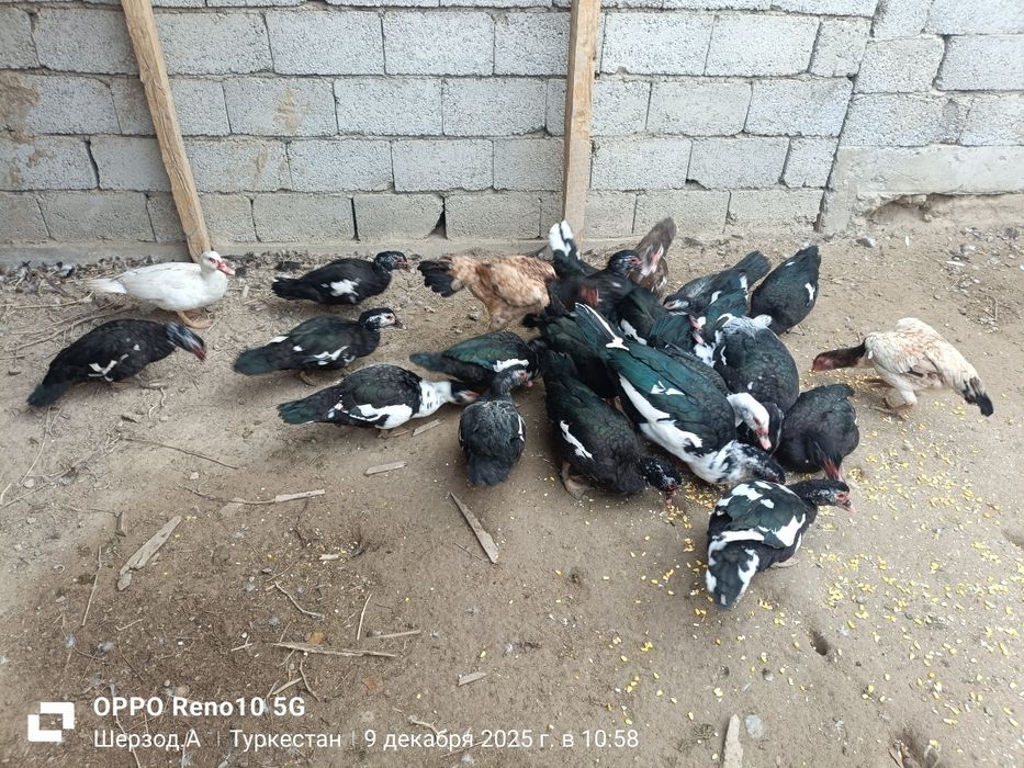 Индаутка сатылад