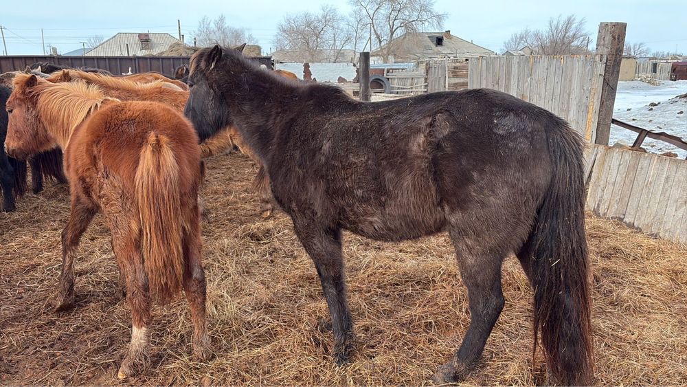 Продам 6 кобыла, 6 бие сатылады, торг бар