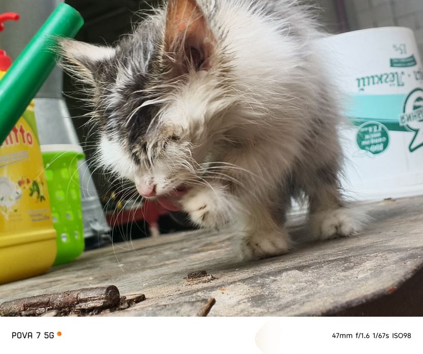 Котёнок маленький