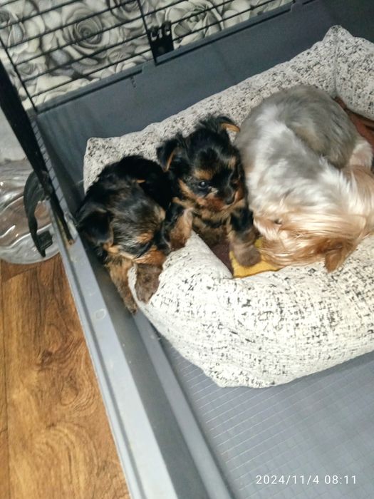 Йоркширский терьер миники